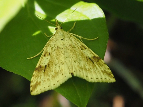 Washington Udea Moth photo 2