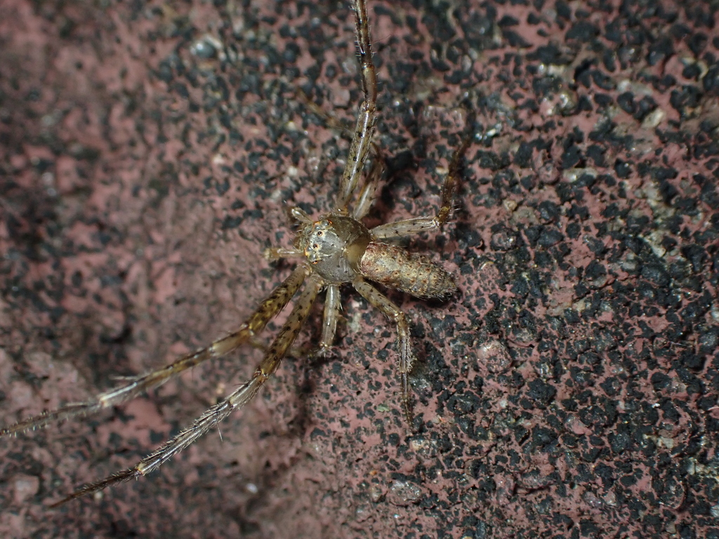 Tmarus menglae