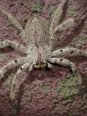 Heteropoda onoi