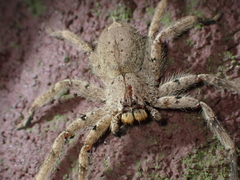 Heteropoda onoi
