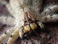Heteropoda onoi