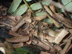 Dendrolycosa robusta