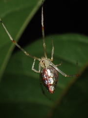 Thwaitesia margaritifera