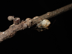 Chrysso lingchuanensis