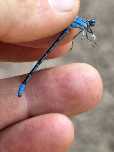 iNaturalist observation photo of Vivid Dancer