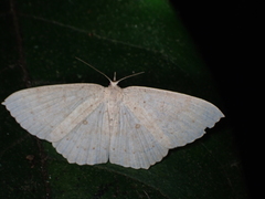 Cosymbiini