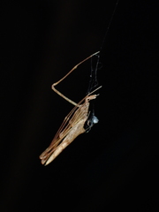 Rhomphaea sagana