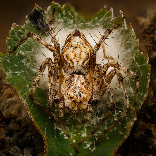 Western Lynx Spider photo 5