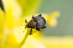 Mononychus punctumalbum