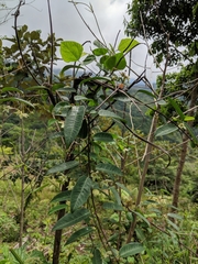 Blepharodon mucronatum