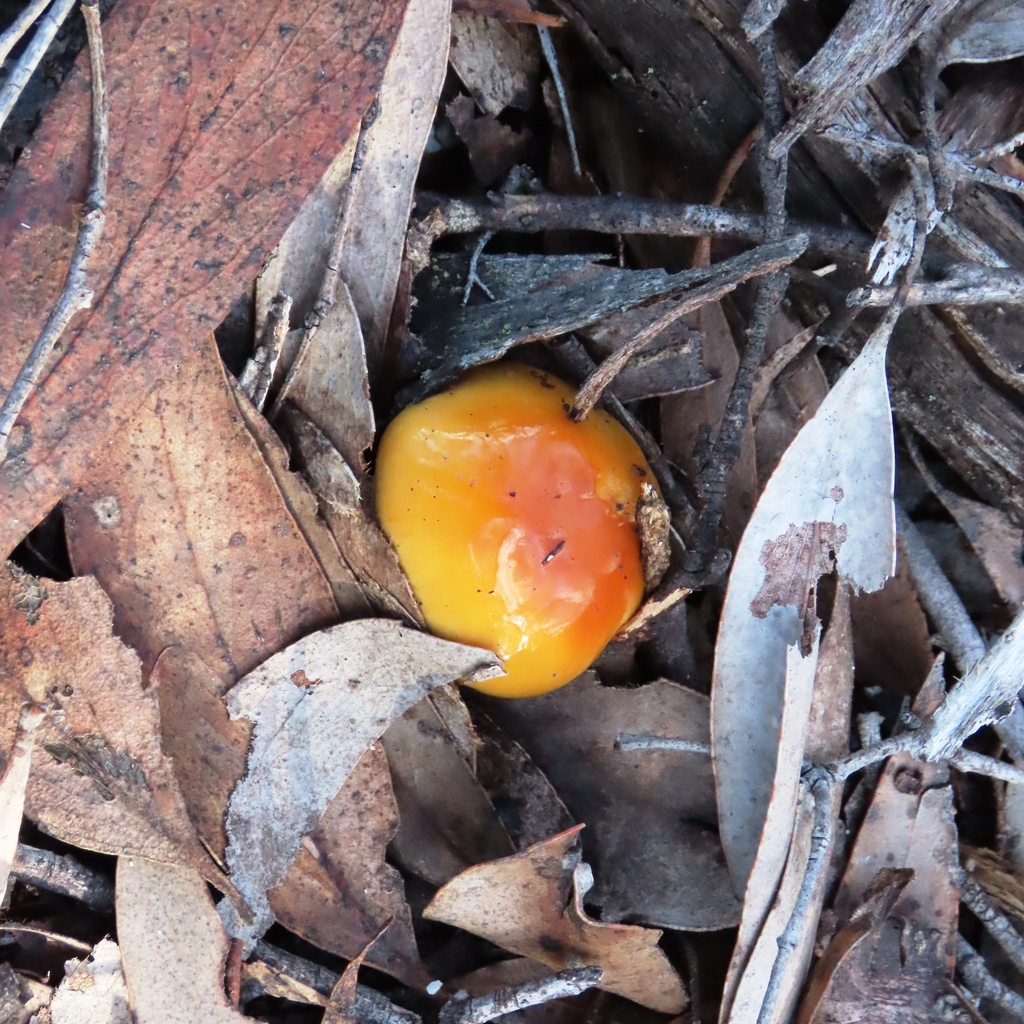 Cortinarius sinapicolor · July 2025 · photo: © cygnet (iNaturalist, cc-by)