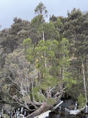 Allocasuarina zephyrea, photograph (c) sblumen, some rights reserved (CC BY)