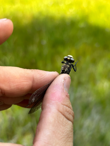 iNaturalist observation photo of Black Petaltail