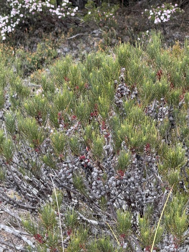 western she-oak (Allocasuarina zephyrea)