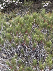 Allocasuarina zephyrea