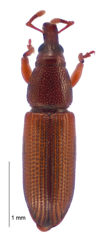 Pentarthrum zealandicum