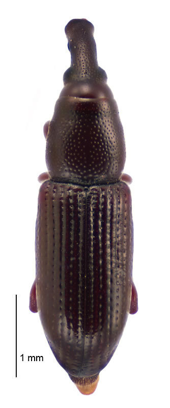 Phloeophagosoma