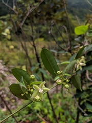 Blepharodon mucronatum