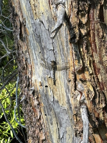 iNaturalist observation photo of Black Petaltail