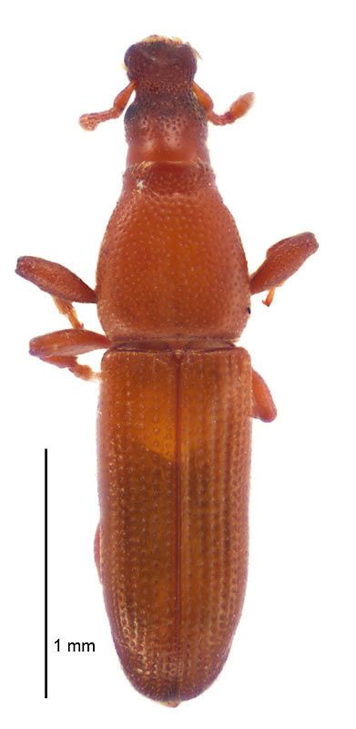 Proconus
