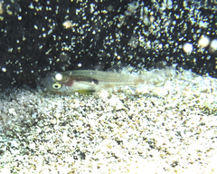 Gymnapogon