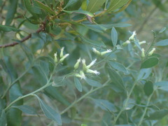 Baccharis halimifolia image
