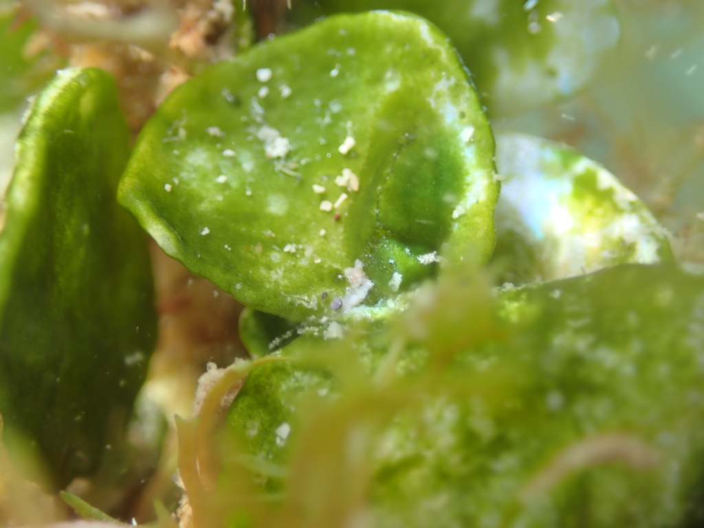 Halimeda Taco Slug