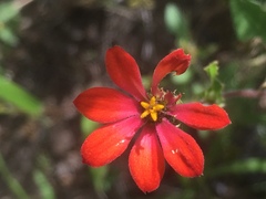 Zinnia peruviana