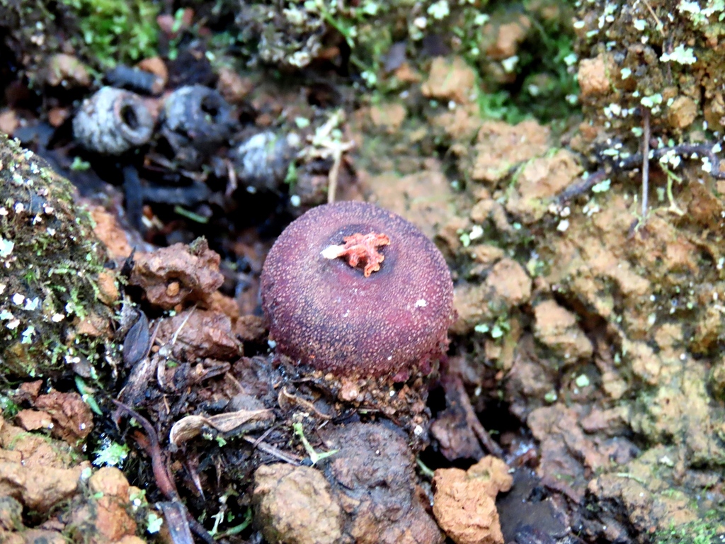 Calostoma fuscum · July 2025 · photo: © cygnet (iNaturalist, cc-by)