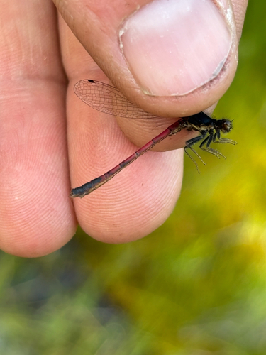 iNaturalist observation photo of Western Red Damsel
