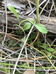 Lobelia anceps