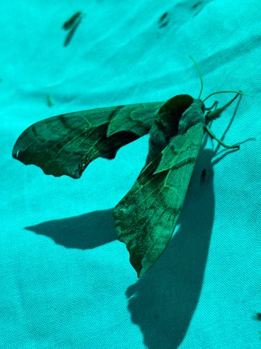 iNaturalist observation photo of Western Eyed Sphinx