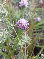 Aspalathus cephalotes