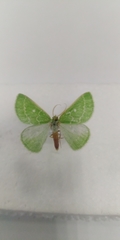 Thetidia smaragdaria
