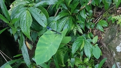 Psolodesmus mandarinus mandarinus