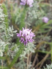Aspalathus cephalotes