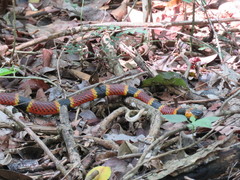 Micrurus diastema