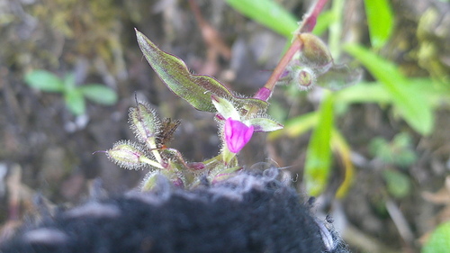Elasis hirsuta, photograph 5