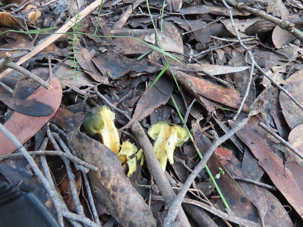 Cortinarius austrovenetus · July 2025 · photo: © cygnet (iNaturalist, cc-by)