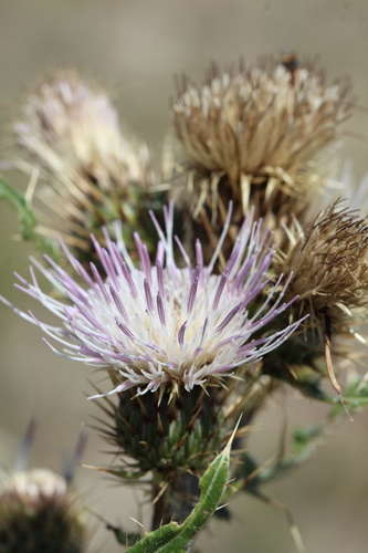 Cirsium pulcherrimum var. pulcherrimum