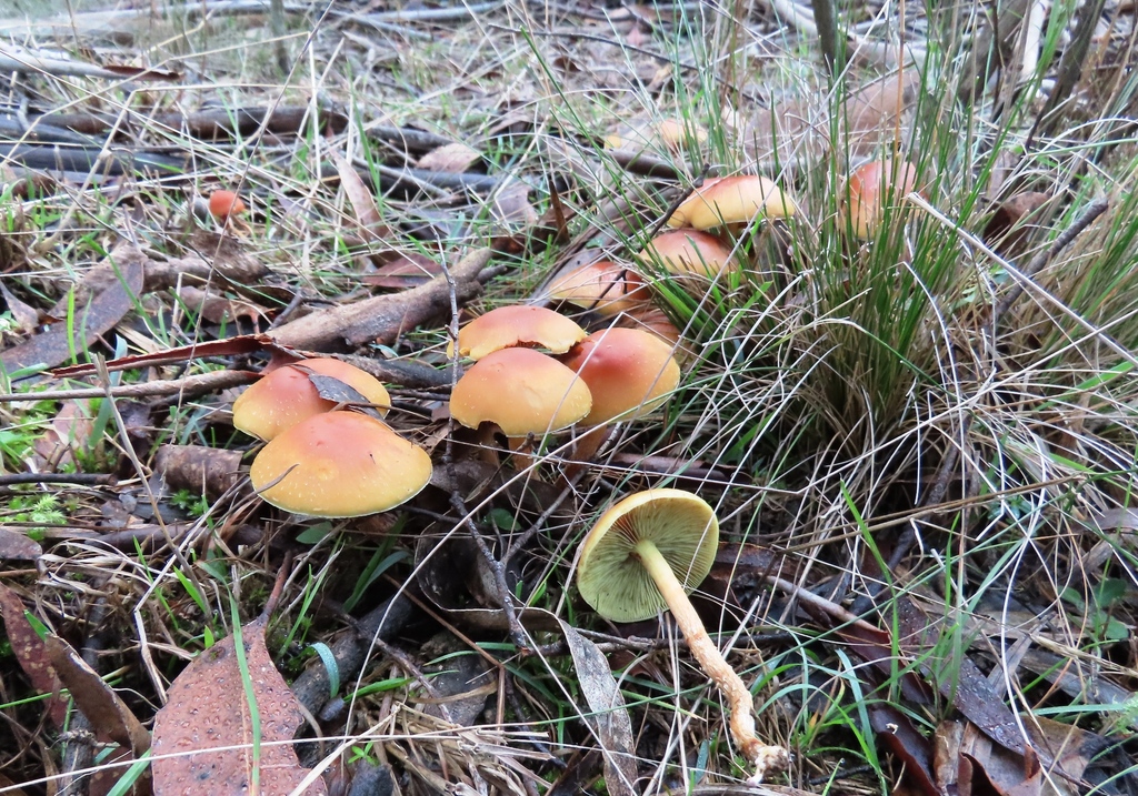 Hypholoma australianum · July 2025 · photo: © cygnet (iNaturalist, cc-by)