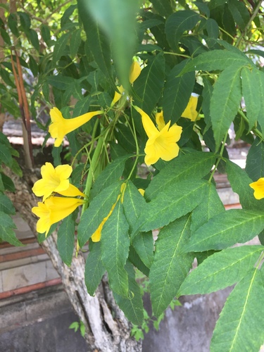 Tecoma stans observed 2019-10-08