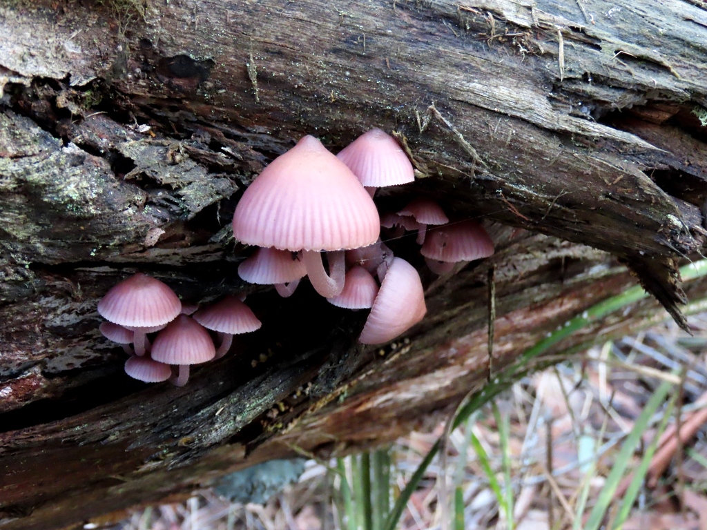 Mycena clarkeana · July 2025 · photo: © cygnet (iNaturalist, cc-by)