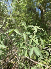 Searsia transvaalensis