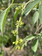 Searsia transvaalensis