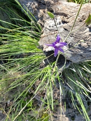 Delphinium tenuisectum
