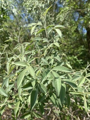 Searsia transvaalensis