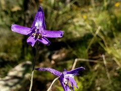 Delphinium tenuisectum