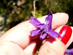 Delphinium tenuisectum