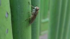 Tabanus